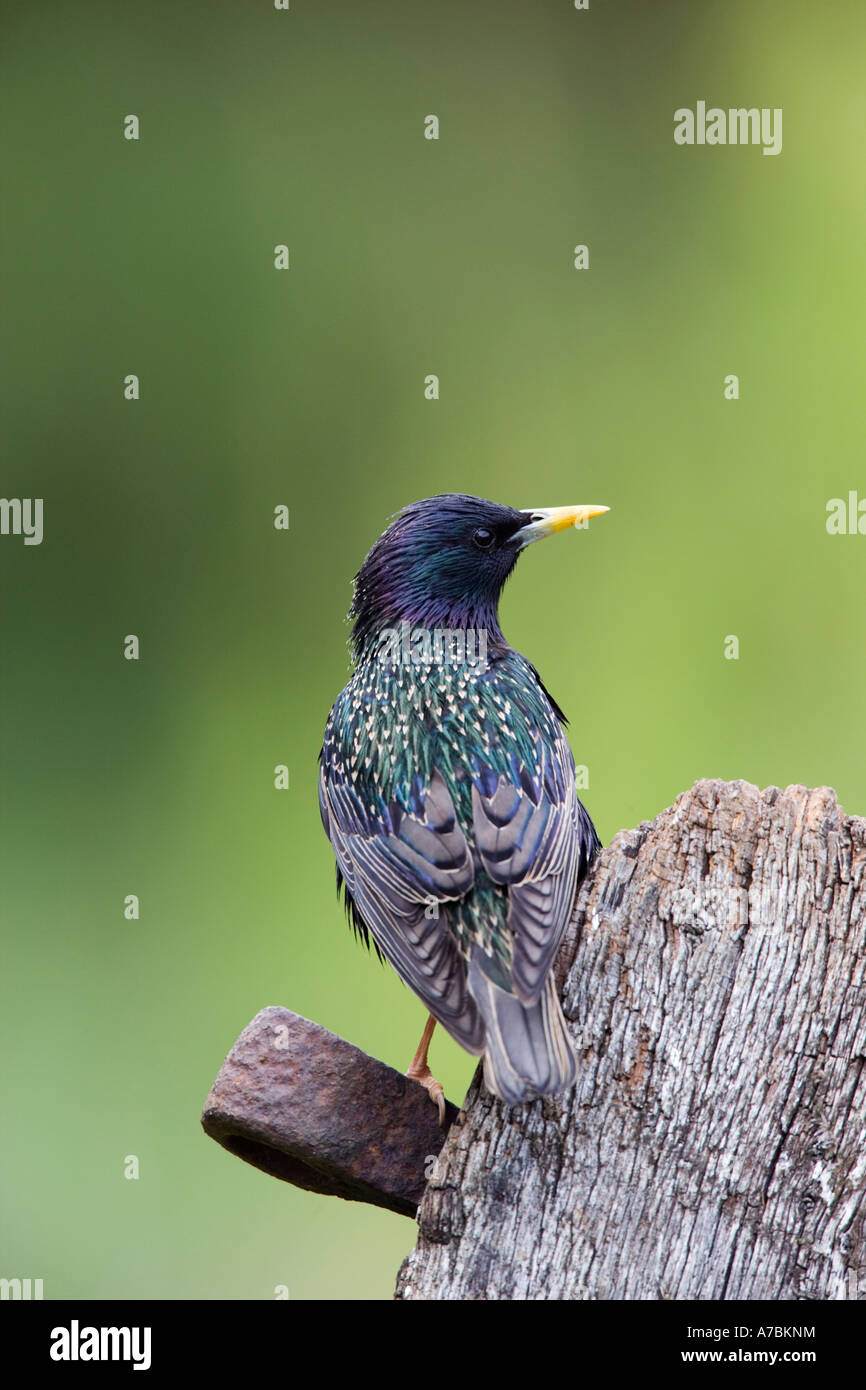 Starling Sturnus vulgaris perché sur ancienne porte à Nice avec alerte hors focus contexte bedfordshire potton Banque D'Images