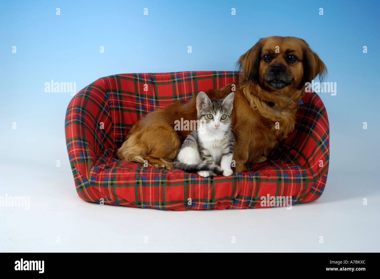 Dog et chat domestique Banque D'Images