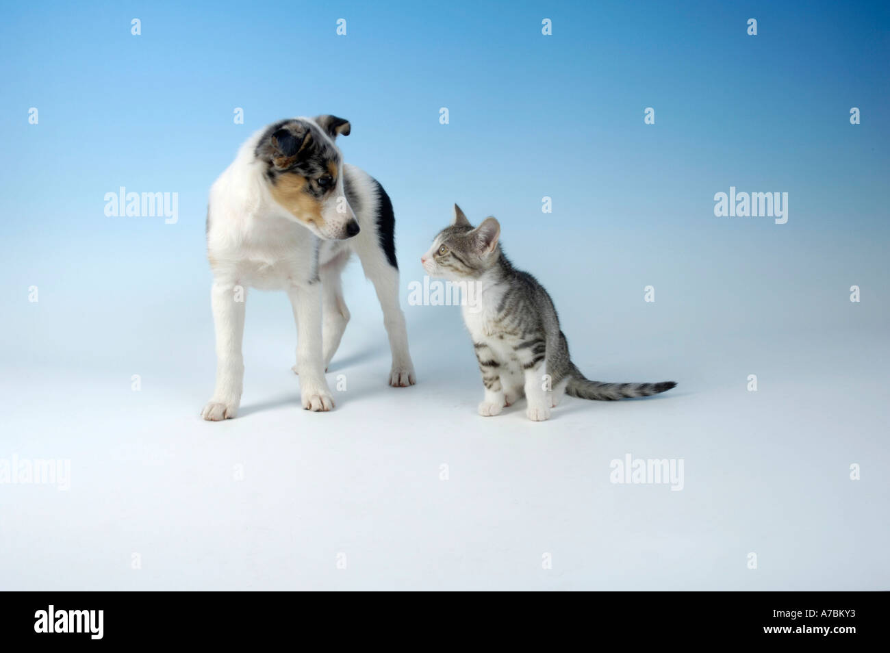 Dog et chat domestique Banque D'Images