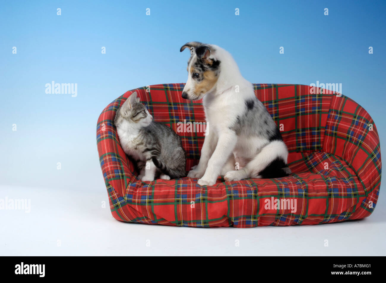 Dog et chat domestique Banque D'Images