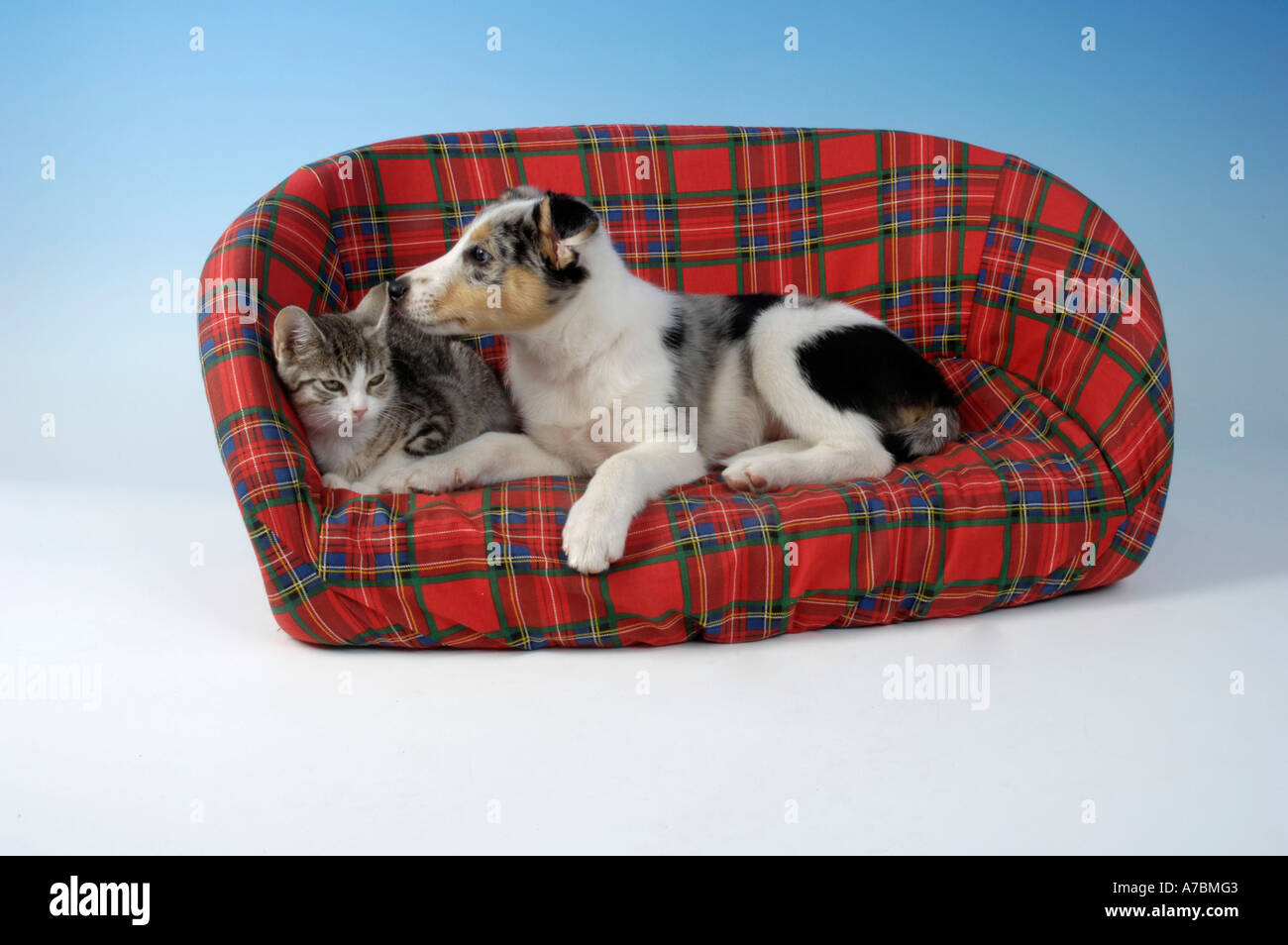 Dog et chat domestique Banque D'Images