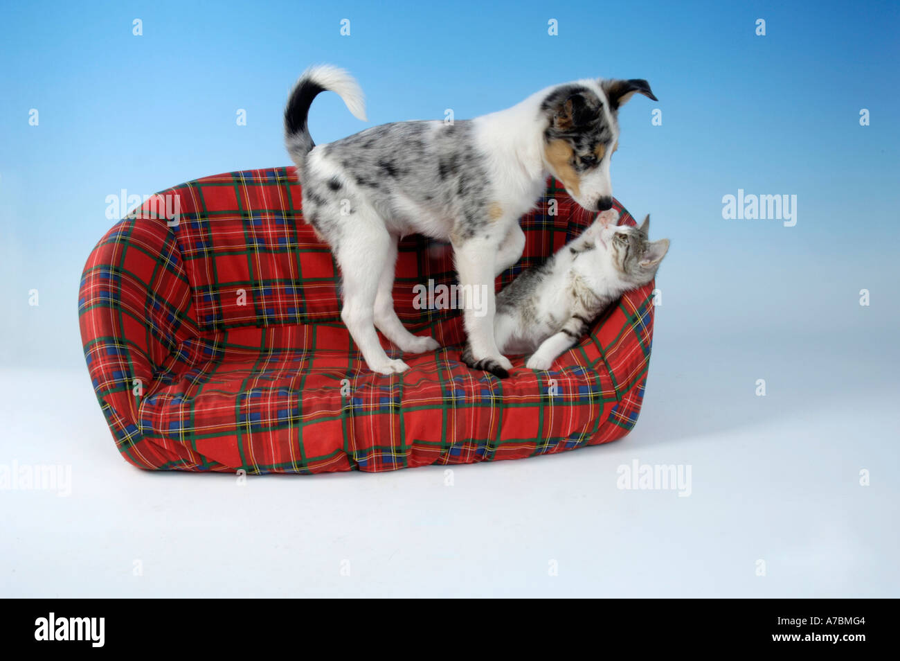 Dog et chat domestique Banque D'Images