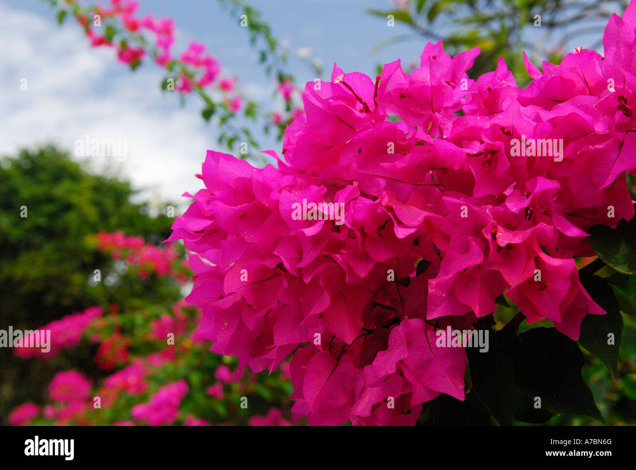 Grappe de fleurs de bougainvilliers roses sur St Martin île des Caraïbes Banque D'Images