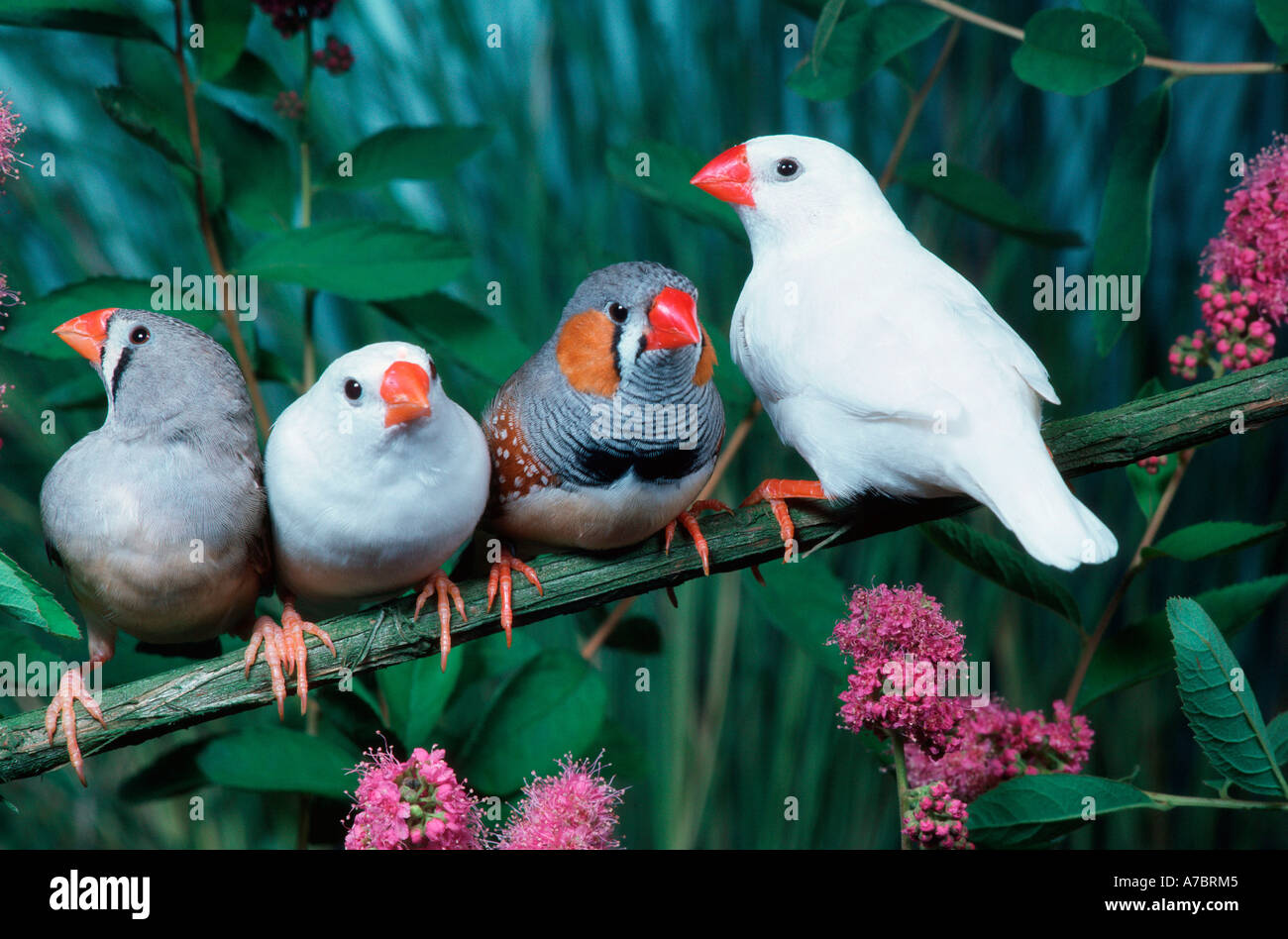 Zebra Finch Banque D'Images