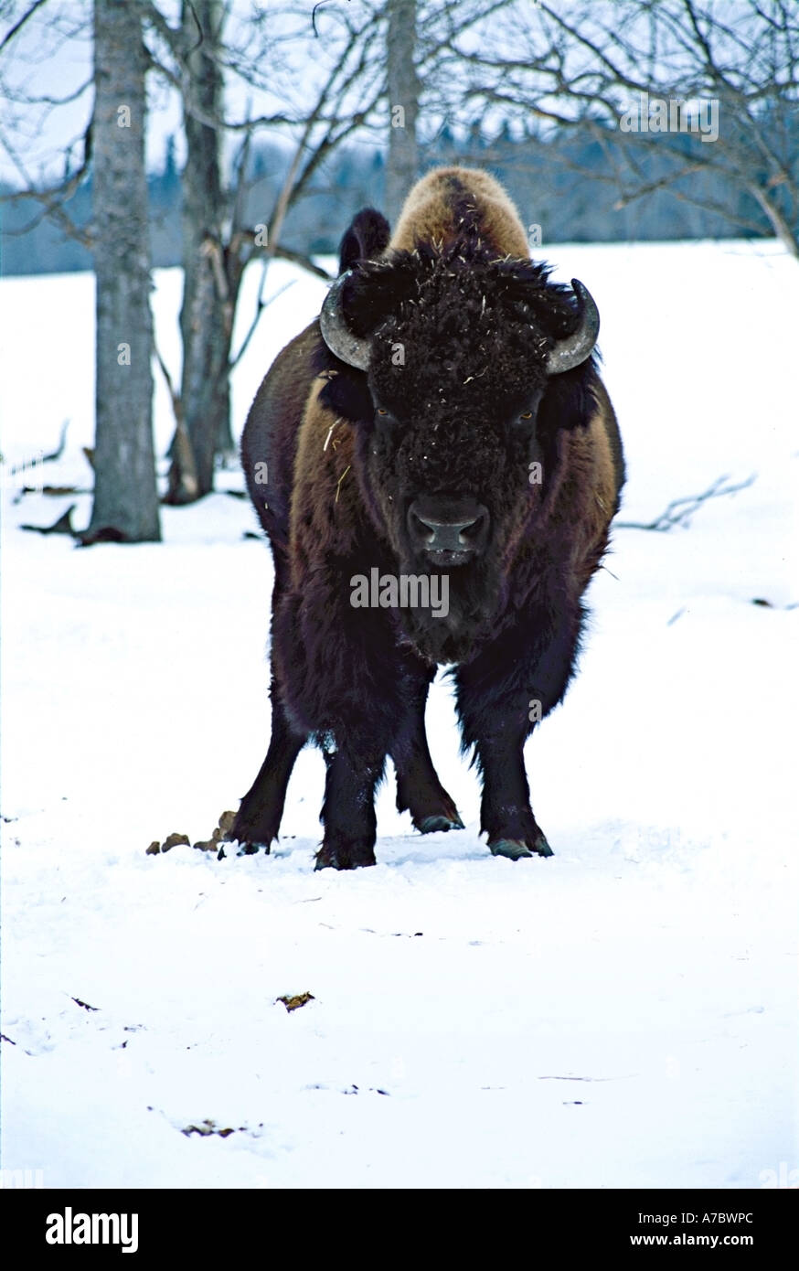 Bison des bois Banque D'Images