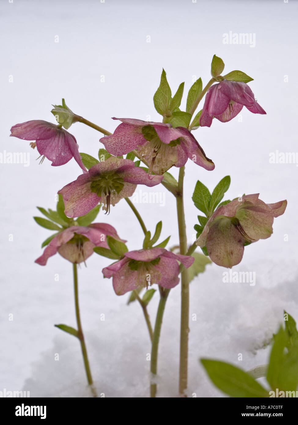 Lenten Rose fleurs Helleborus x hybridus formulaire rose floraison dans la neige profonde dans un jardin. Banque D'Images