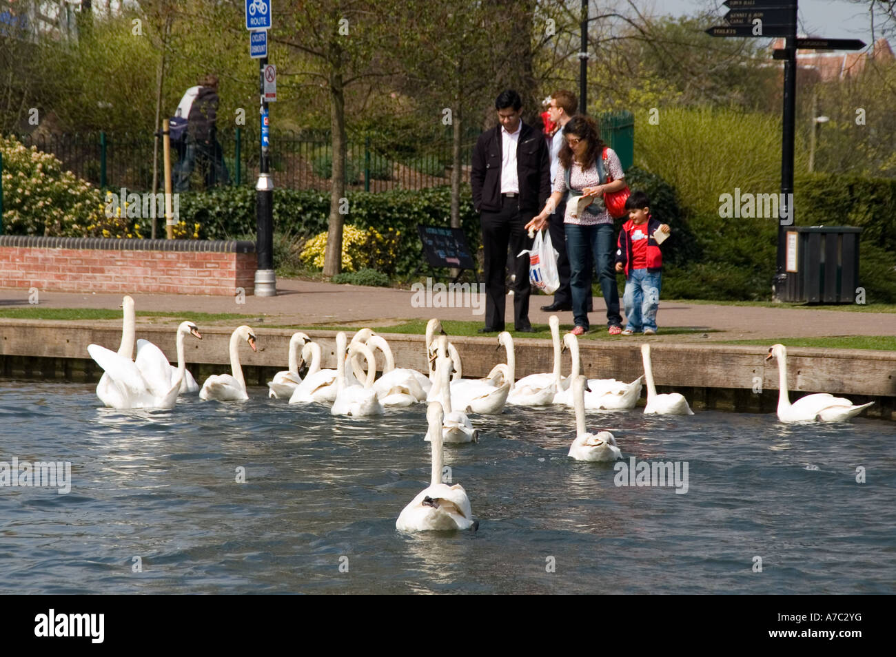 L'alimentation de la famille de cygnes sur la rivière Kennett, Newbury, Berkshire Banque D'Images