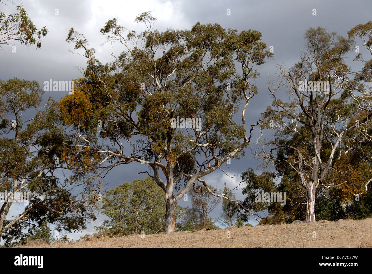 Eucalyptus contre le ciel d'orage l'Australie du Sud Banque D'Images