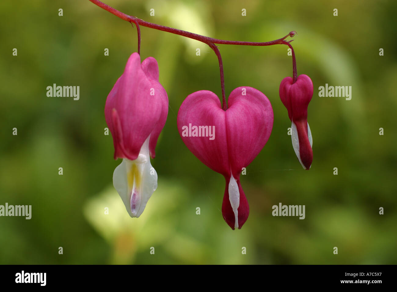 Close up de cœurs-Dicentra spectabilis fleurs roses avec un fond vert Banque D'Images