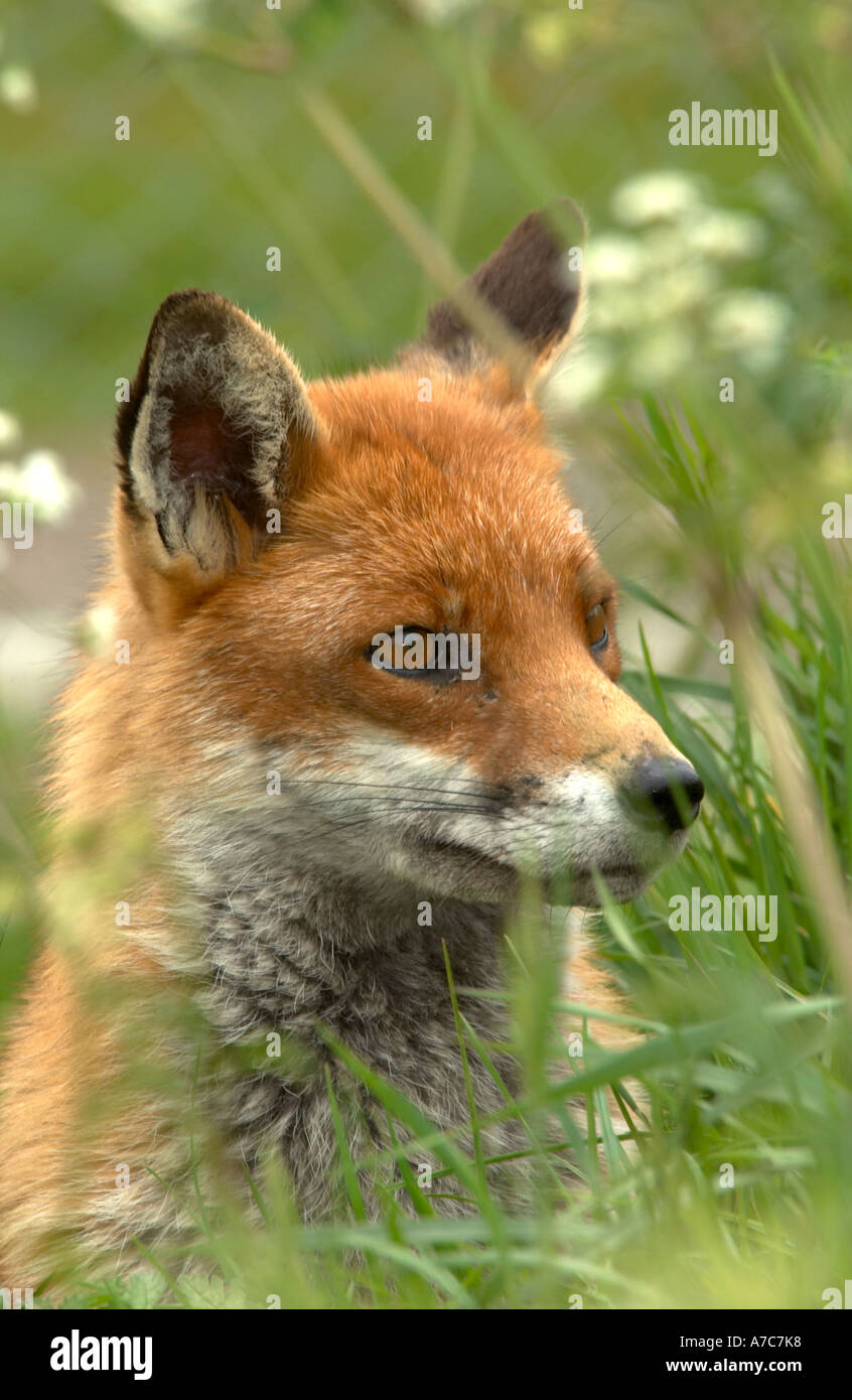 Le renard roux (Vulpes vulpes) parmi l'herbe et cow parsley Banque D'Images