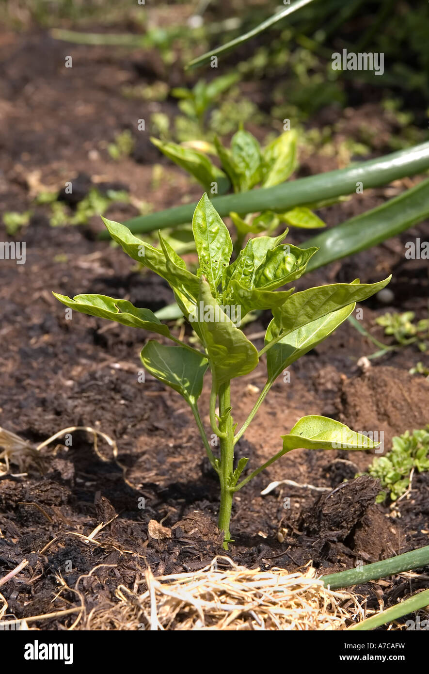 Jeune plante capsicum Banque D'Images