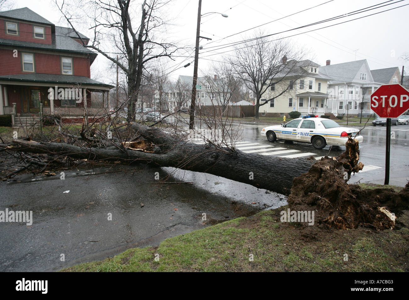 Un arbre vers le bas à travers les lignes de rue avec blocage voiture de police de vent de tempête Banque D'Images