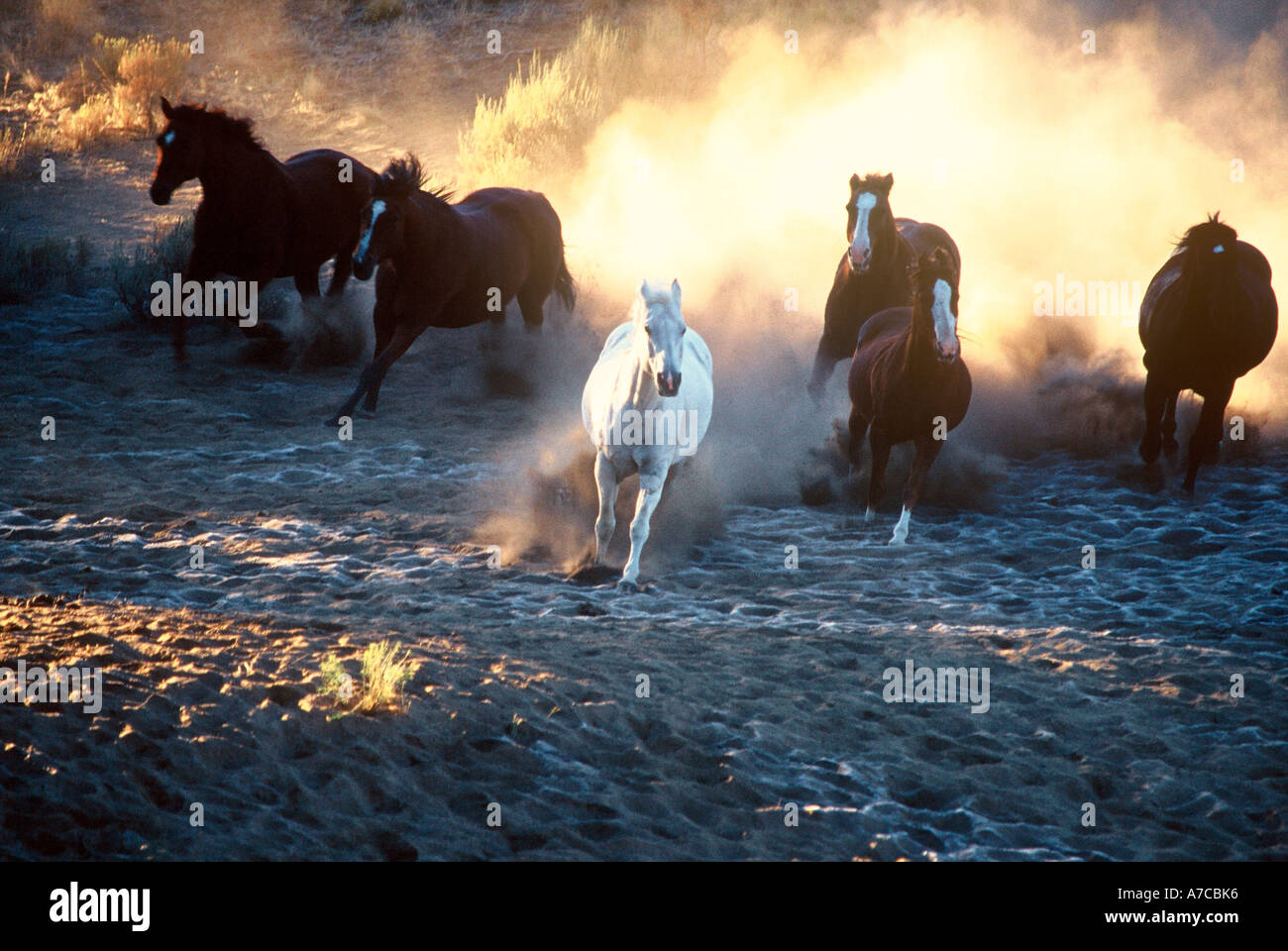 Six chevaux qui courent dans la poussière dans un ranch de l'Oregon Banque D'Images