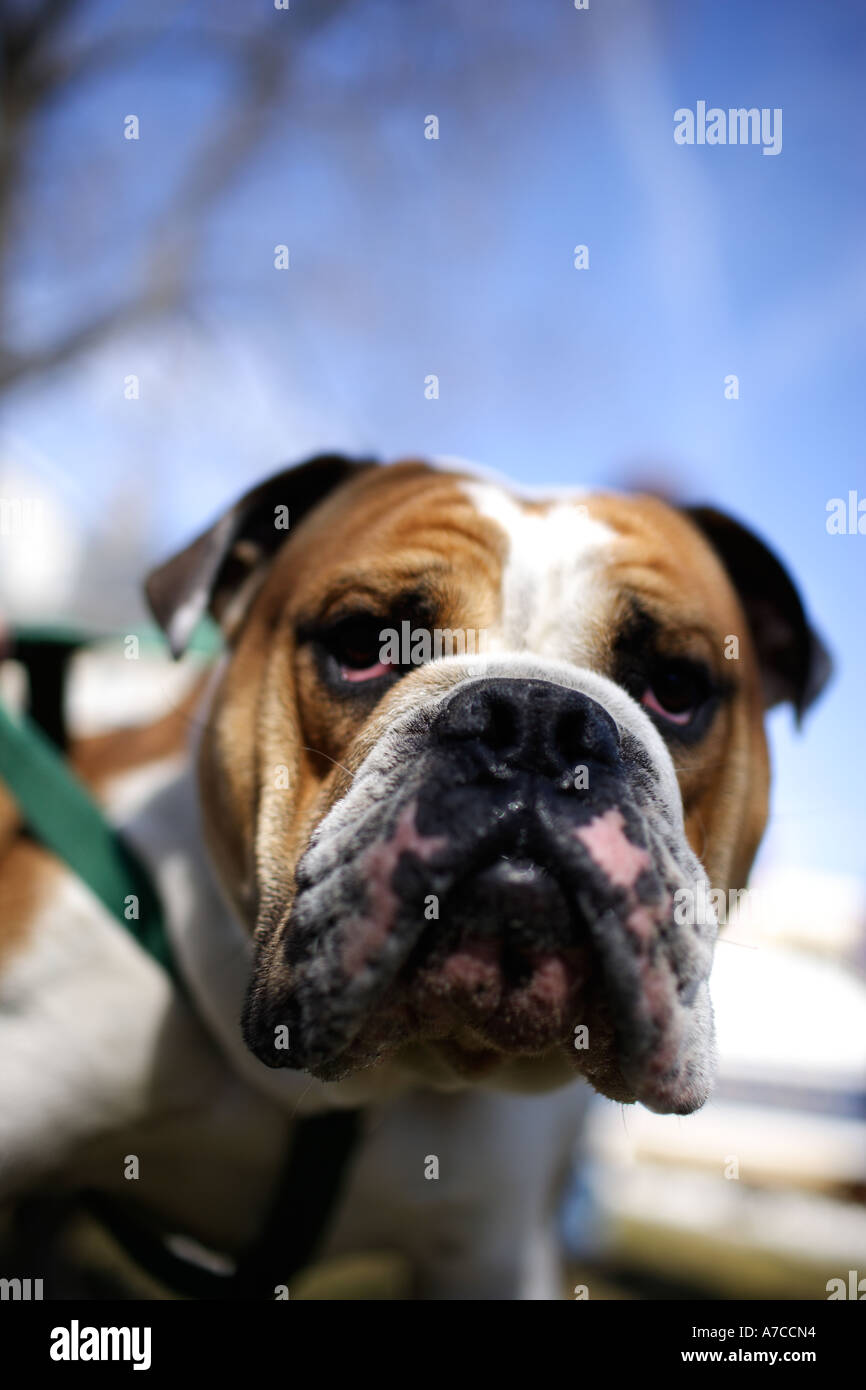 Bouledogue Banque D'Images