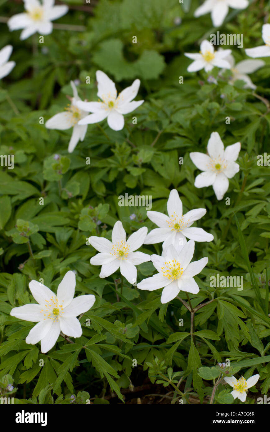 Groupe de fleurs d'anémone en bois au printemps, Anemone nemorosa, pays de Galles, Royaume-Uni. Banque D'Images