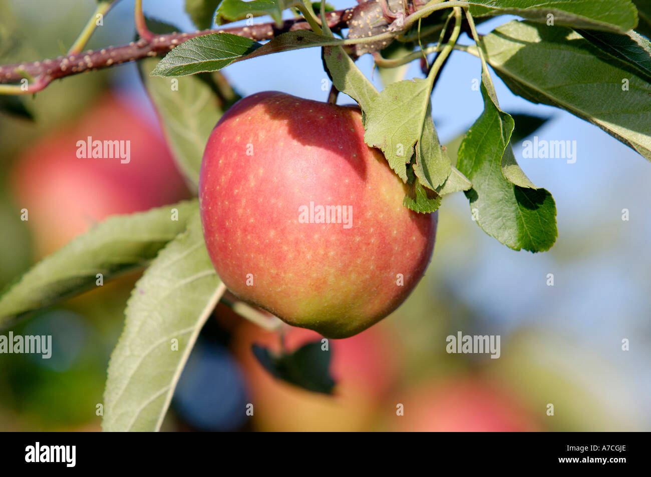 Apple sur l’arbre Banque D'Images