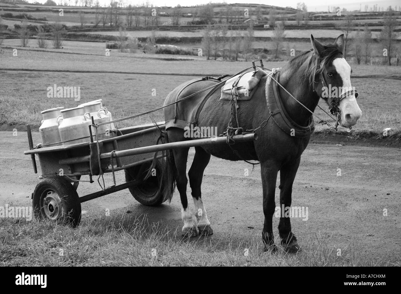 Cheval et panier. Açores, Portugal Banque D'Images