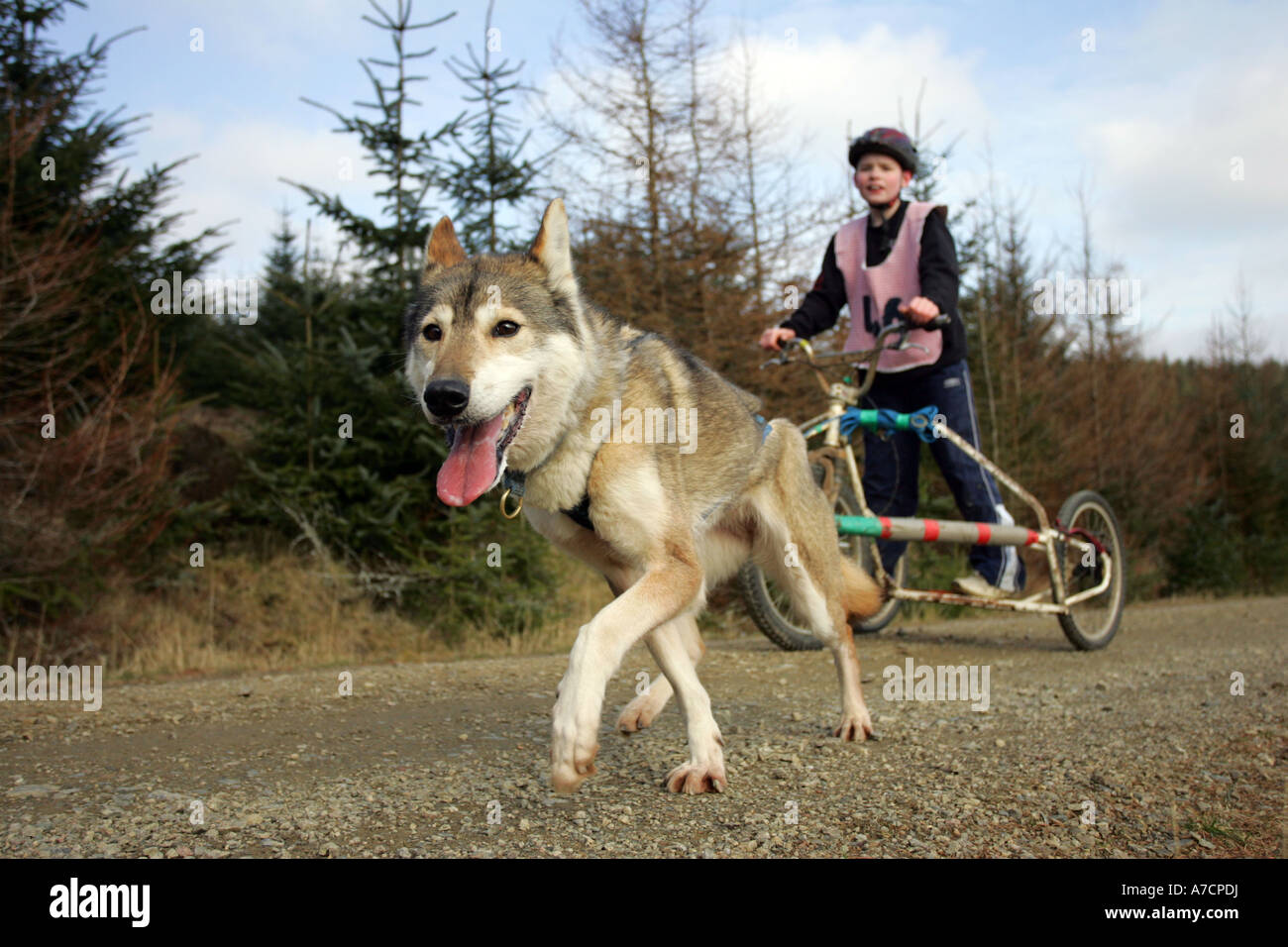 Garçon participe à des courses de Husky à Fetteresso forêt près de Stonehaven, Aberdeenshire, Scotland UK Banque D'Images