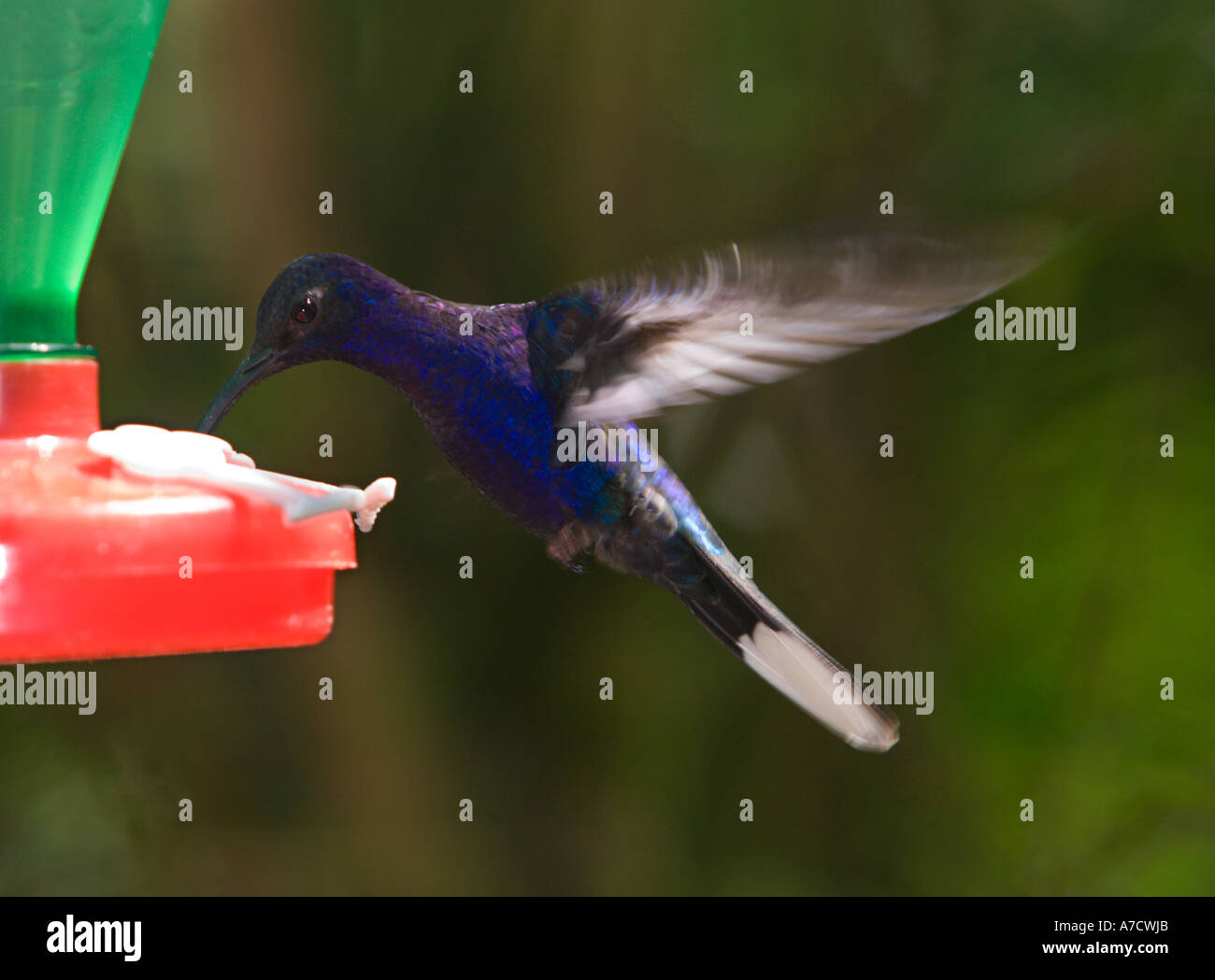 Beau bleu et violet hummingbird planant au-dessus d'une rose et vert eau sucre convoyeur en Forêt Nuageuse de Monteverde Costa Rica Banque D'Images