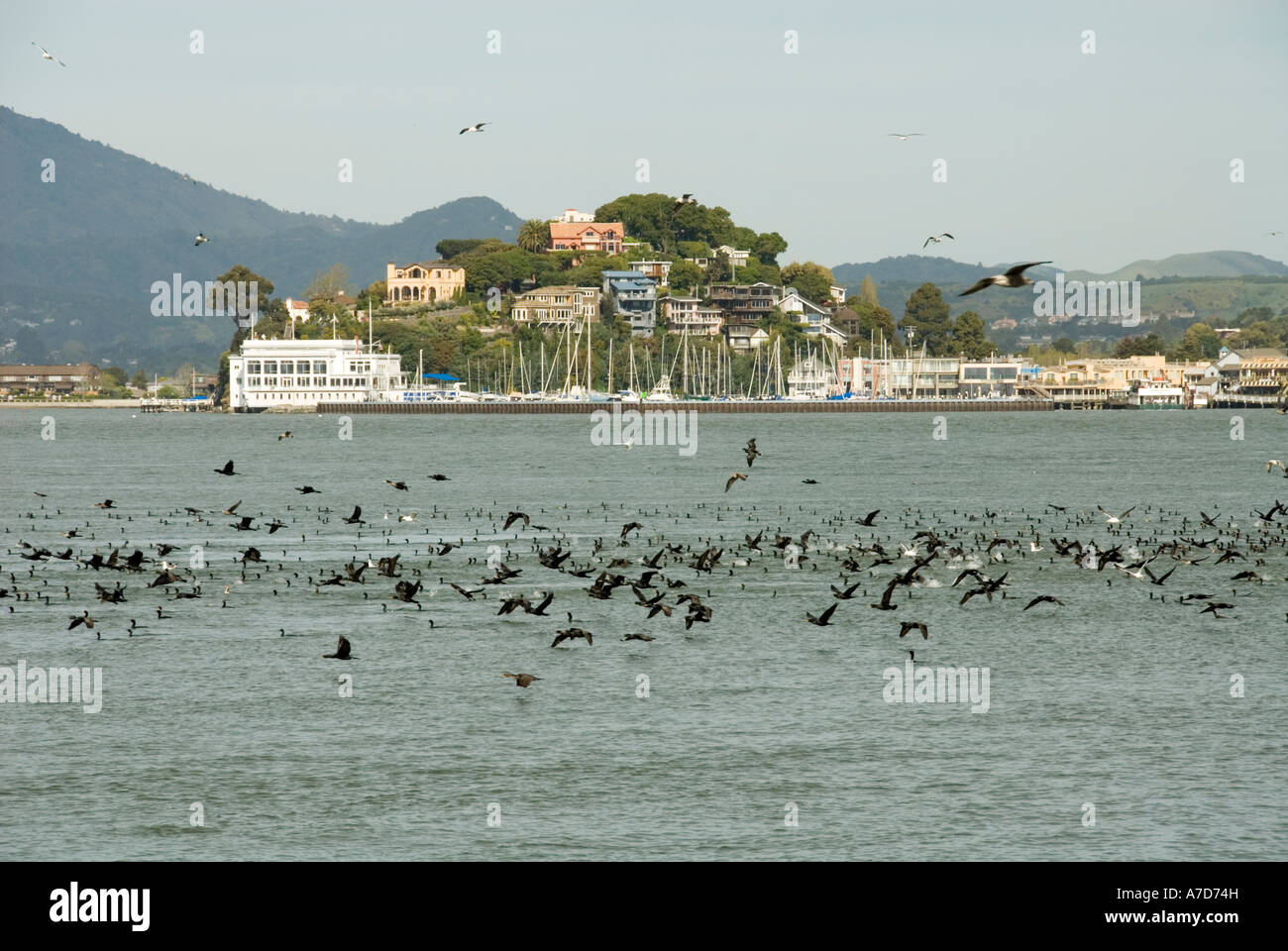 Les cormorans et de l'eau Ville de Tiburon CA sur la baie de San Francisco Californie Banque D'Images