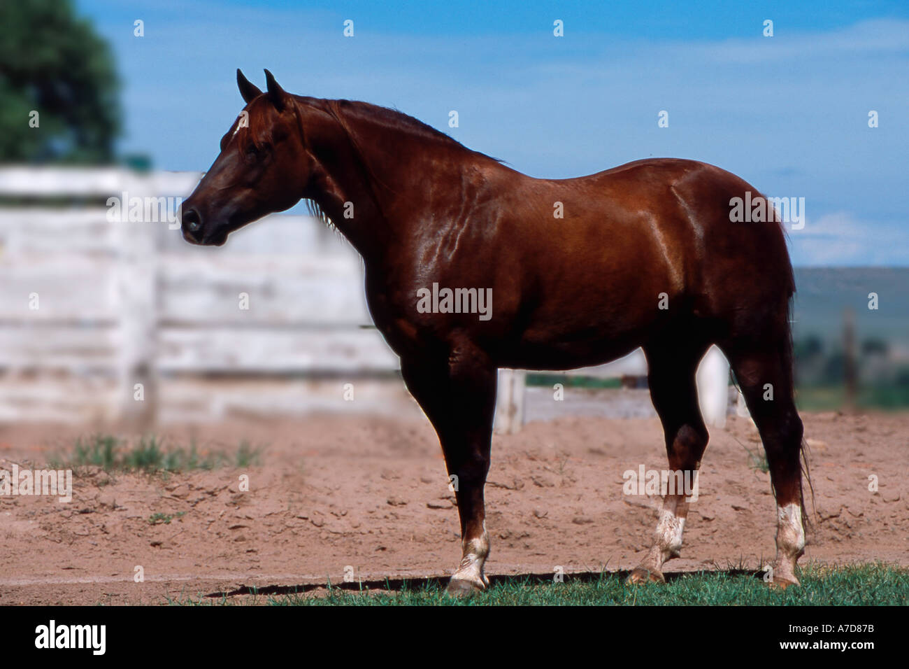 Cheval debout dans le champ Banque D'Images