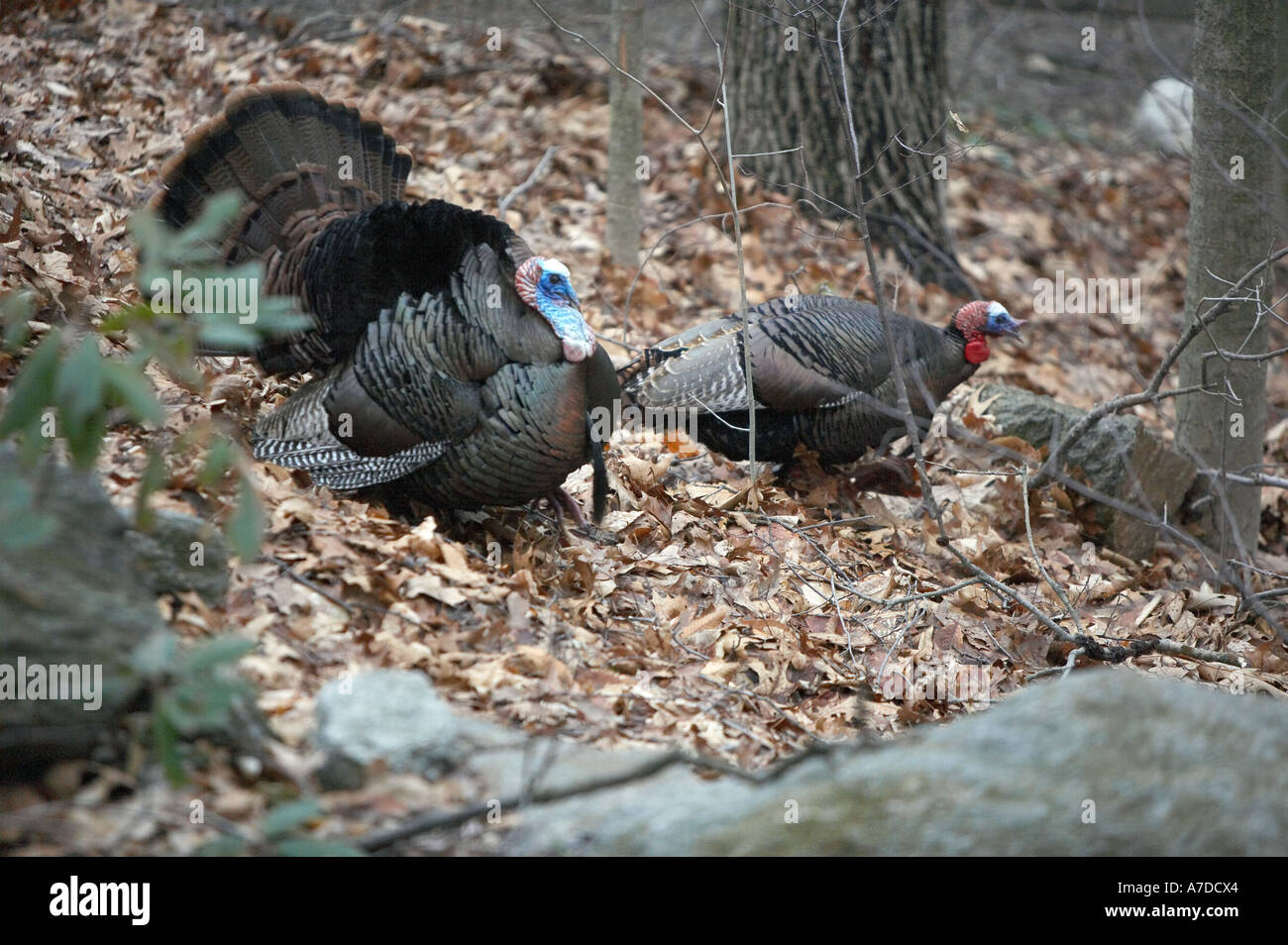 Les dindons sauvages se pavanant dans woods New York USA Banque D'Images