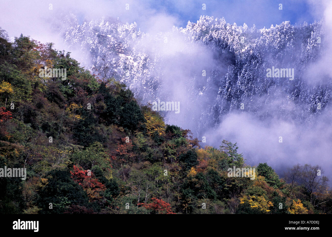 L'évolution des saisons de l'automne à l'hiver, la réserve naturelle de Wolong, Sichuan, Chine. Réserve naturelle de panda. Banque D'Images