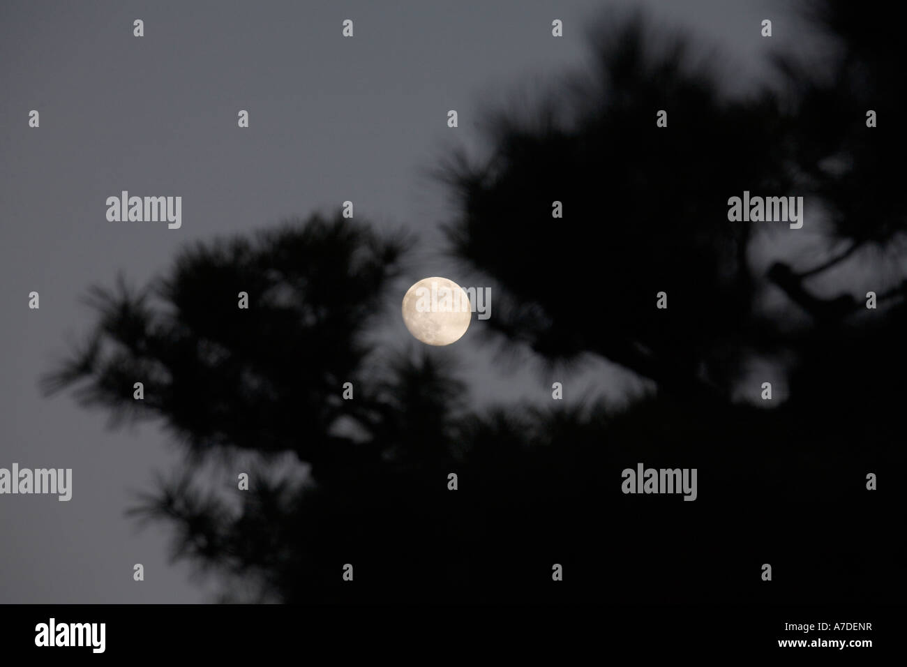 Pleine lune à travers les pins du château de Nijo jo Nijō en ville de Kyoto Japon Asie Banque D'Images