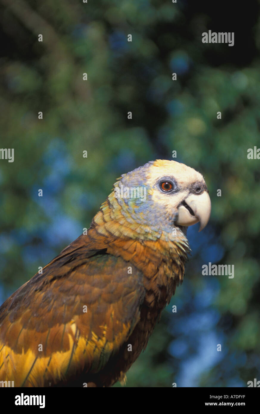 Saint st vincent parrot oiseaux des Caraïbes Banque D'Images