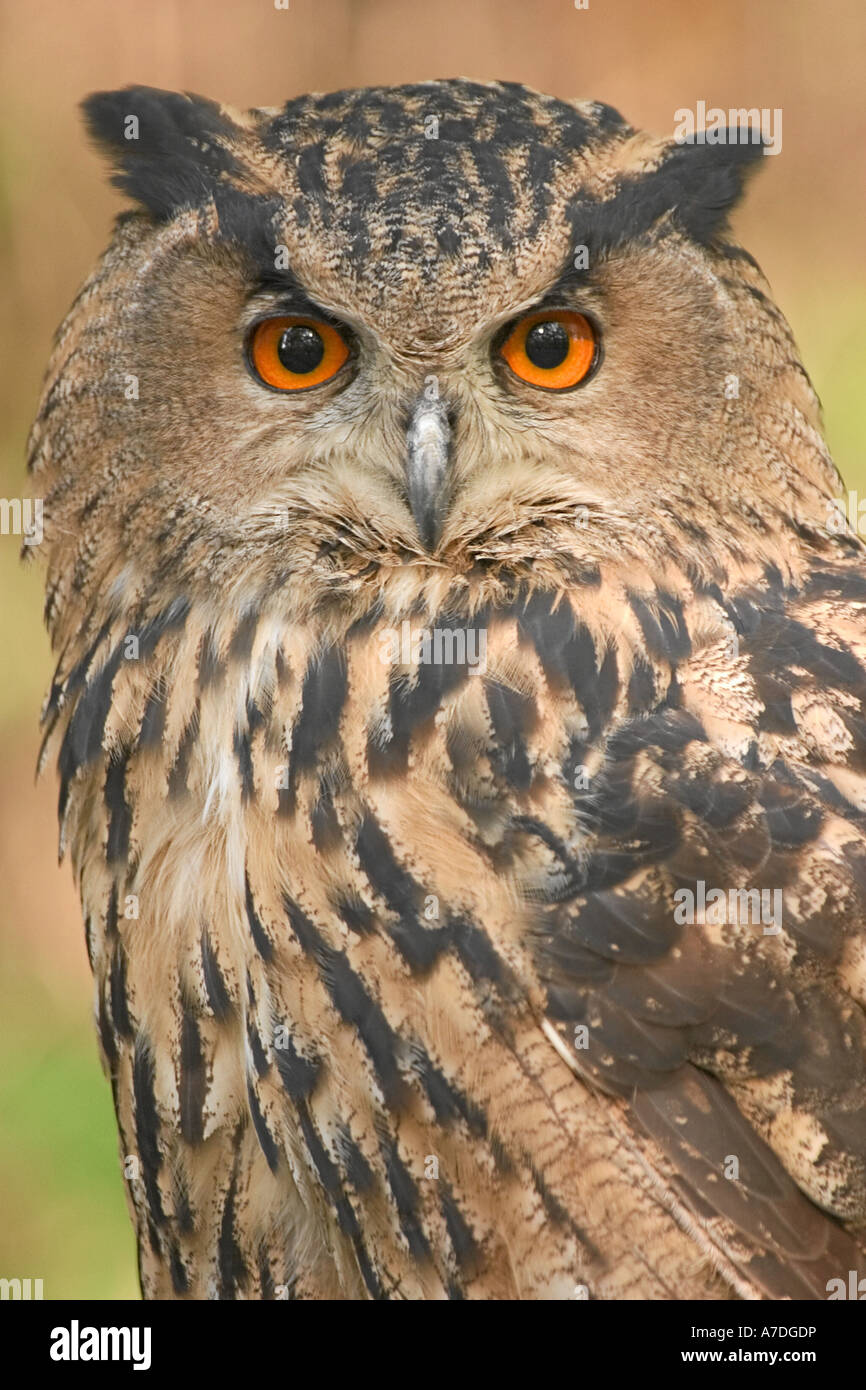 Uhu Bubo bubo Eurasian Eagle Owl Europe Europa Banque D'Images