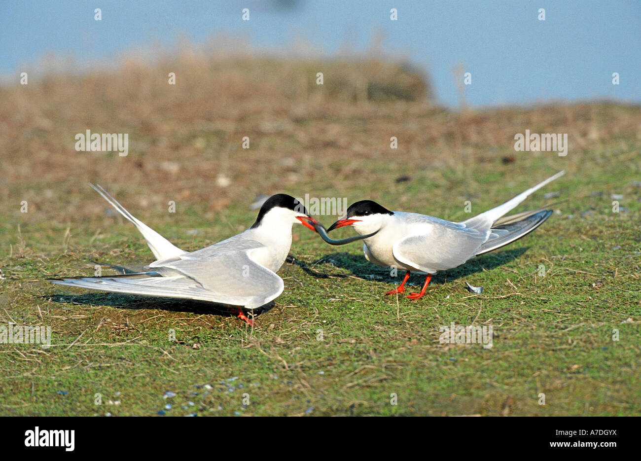 Sterne pierregarin Sterna hirundo Flussseeschwalbe Pärchen Männchen bringt Fisch Meteo Contactez-SLA Banque D'Images