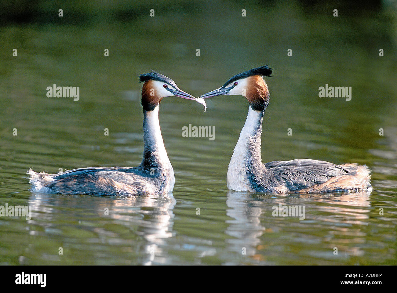 Grèbe huppé Podiceps cristatus Haubentaucher Lappentaucher l'Europe Europa Allemagne Deutschland Banque D'Images