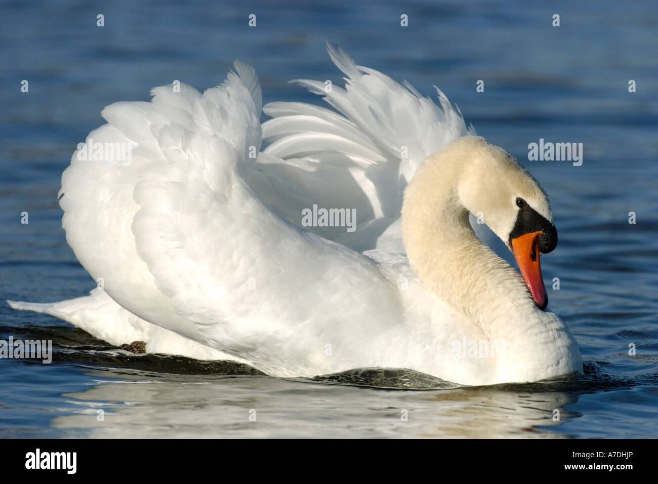 Hoeckerschwan Le Cygne tuberculé Cygnus olor Europe Europa Banque D'Images