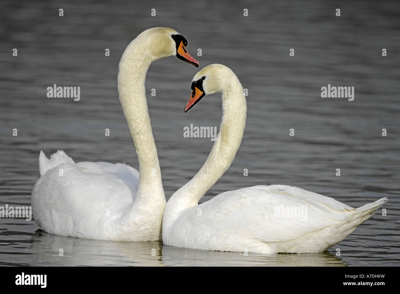 Hoeckerschwan Le Cygne tuberculé Cygnus olor Europe Europa Banque D'Images