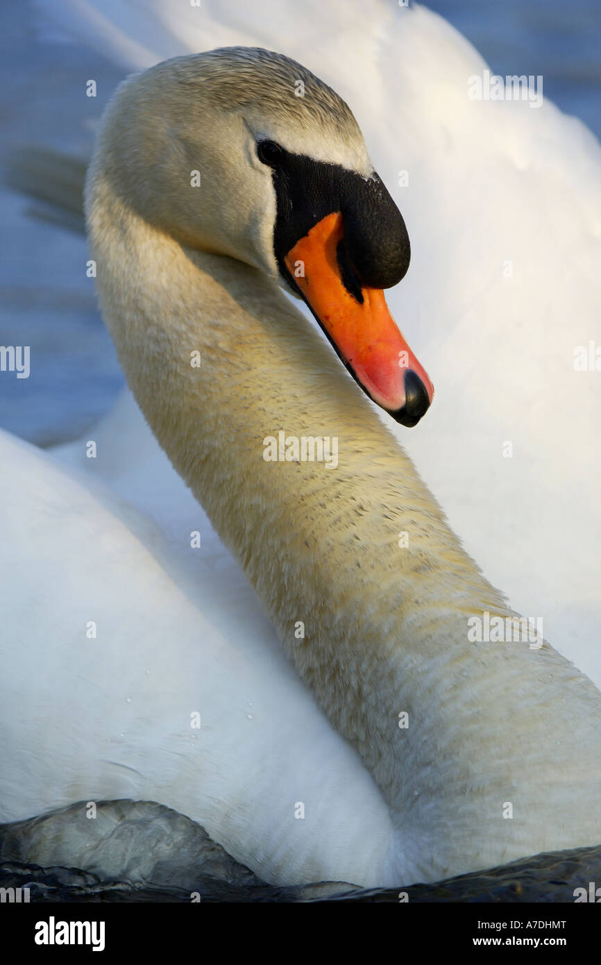Hoeckerschwan Le Cygne tuberculé Cygnus olor Europe Europa Banque D'Images