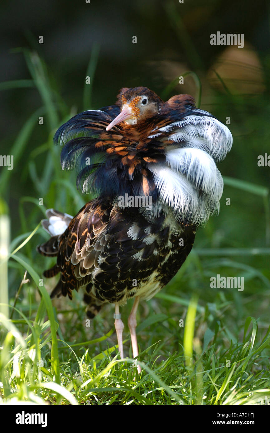 Kampflaeufer Philomachus pugnax Ruff Europe Europa Banque D'Images