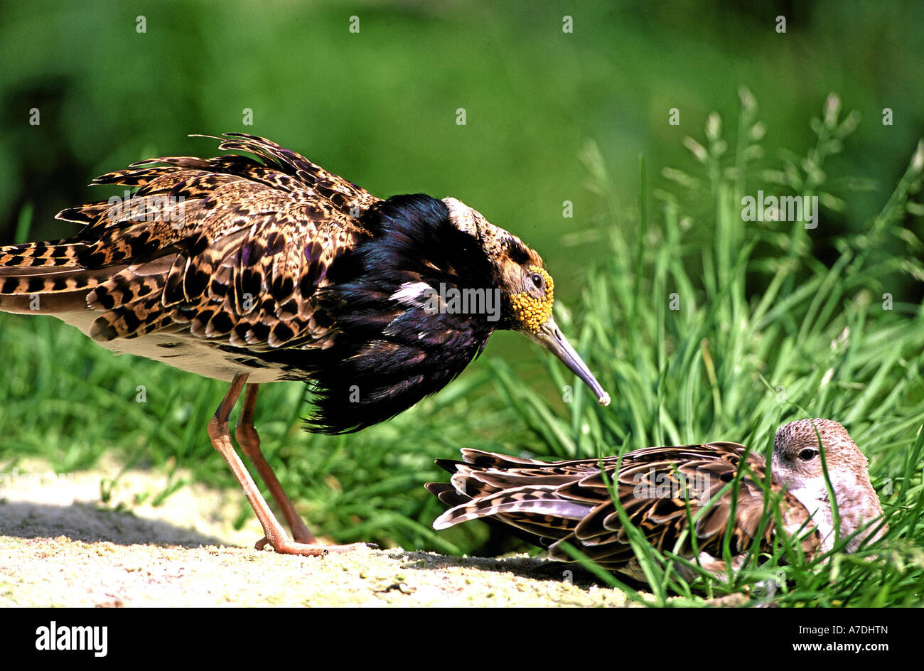 Bei der Kampfläufer Balz Philomachus pugnax Banque D'Images