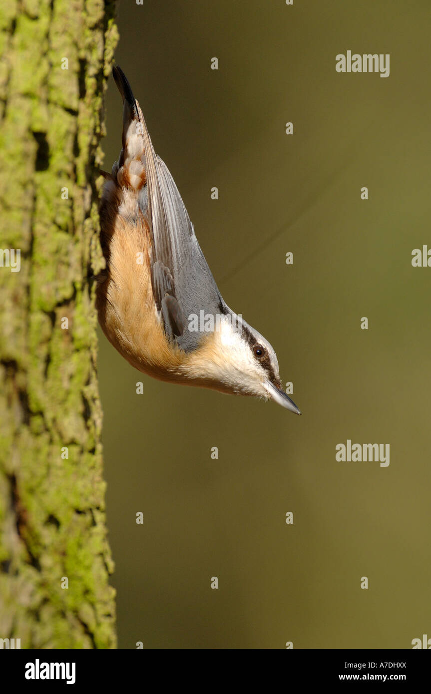 Kleiber Sitta europaea Grimpereau Europe Europa la Mitteleuropa Banque D'Images