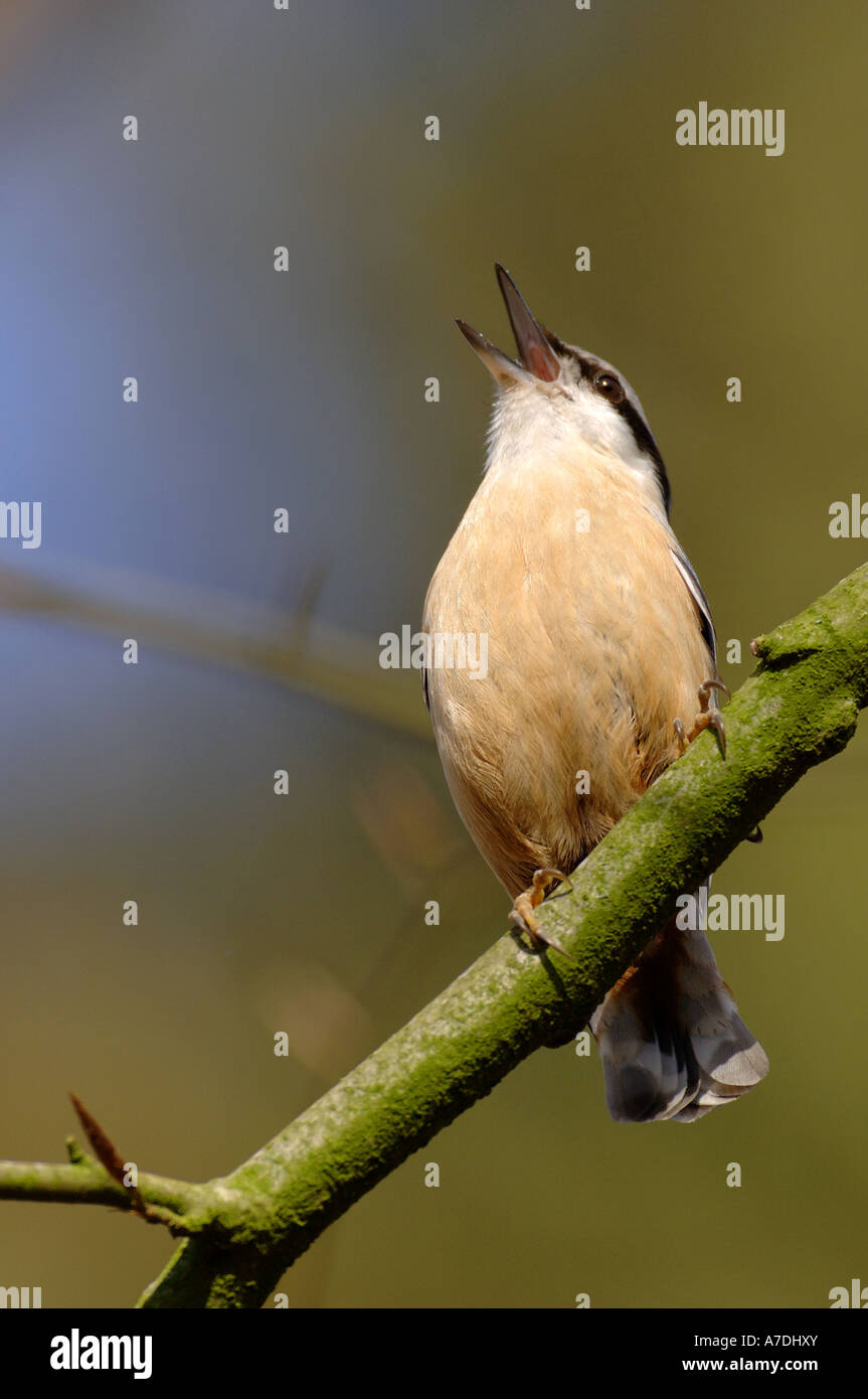 Kleiber Sitta europaea Grimpereau Europe Europa la Mitteleuropa Banque D'Images