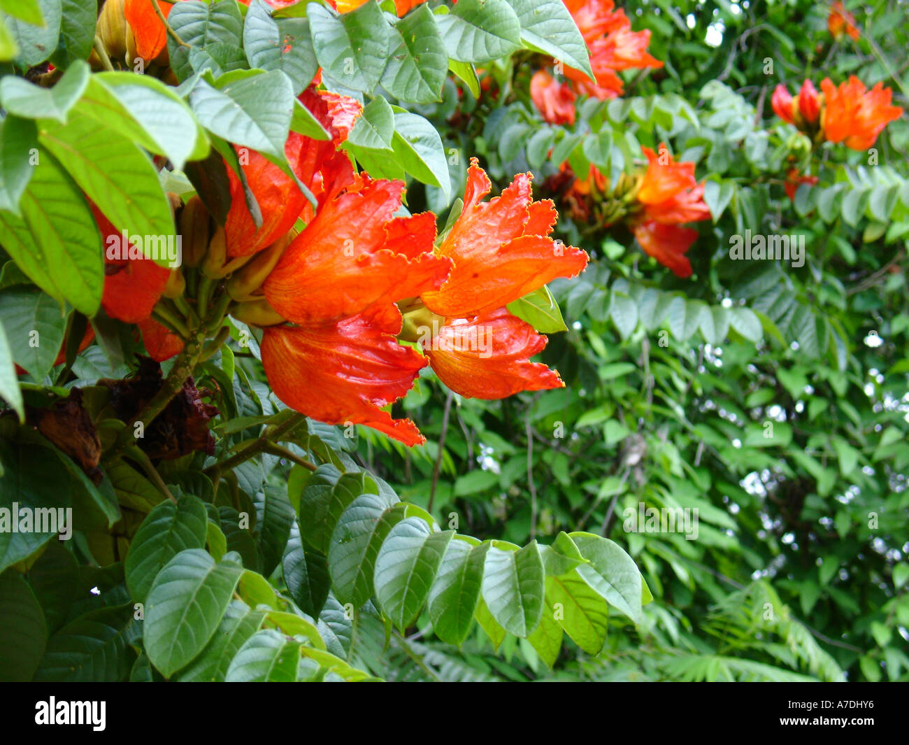 Belles fleurs orange et feuilles de tulipier d'Afrique, Spathodea campanulata (Spathodea), dans la région de Copperbelt en Zambie, l'Afrique Banque D'Images