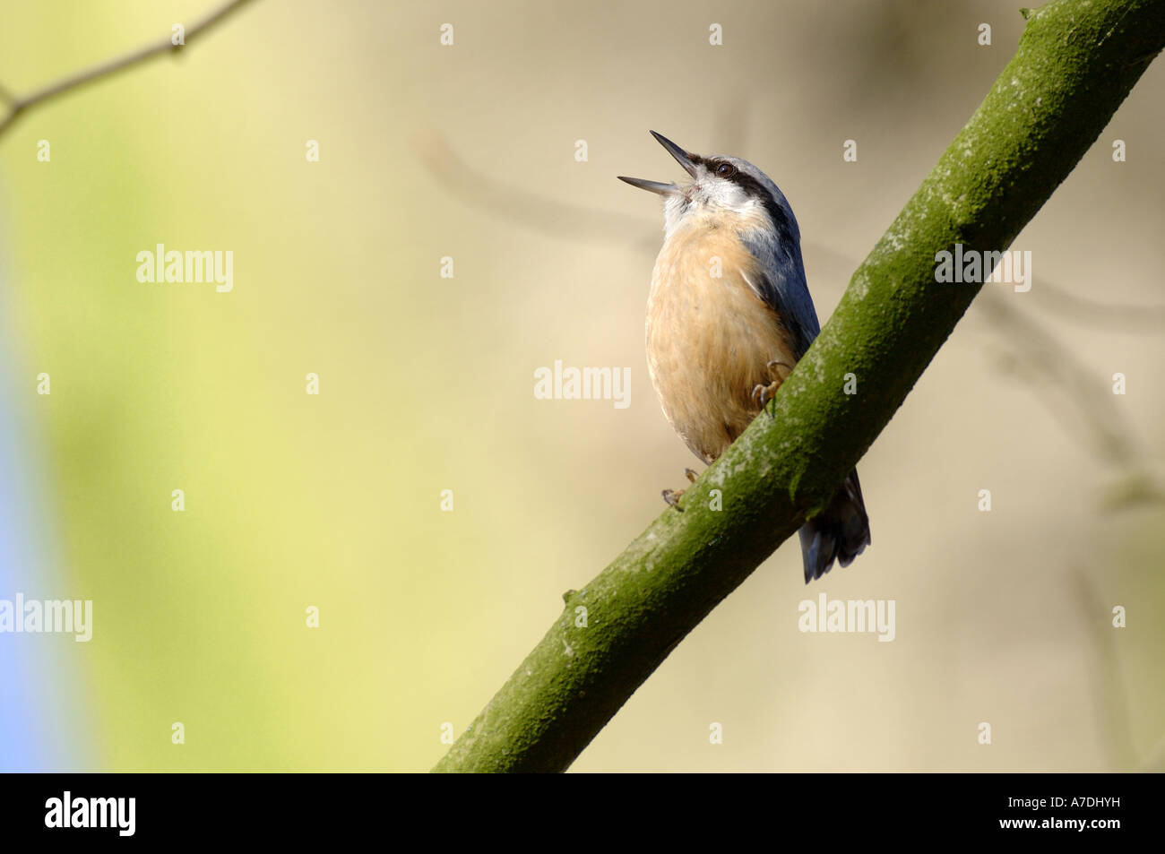 Kleiber Sitta europaea Grimpereau Europe Europa la Mitteleuropa Banque D'Images