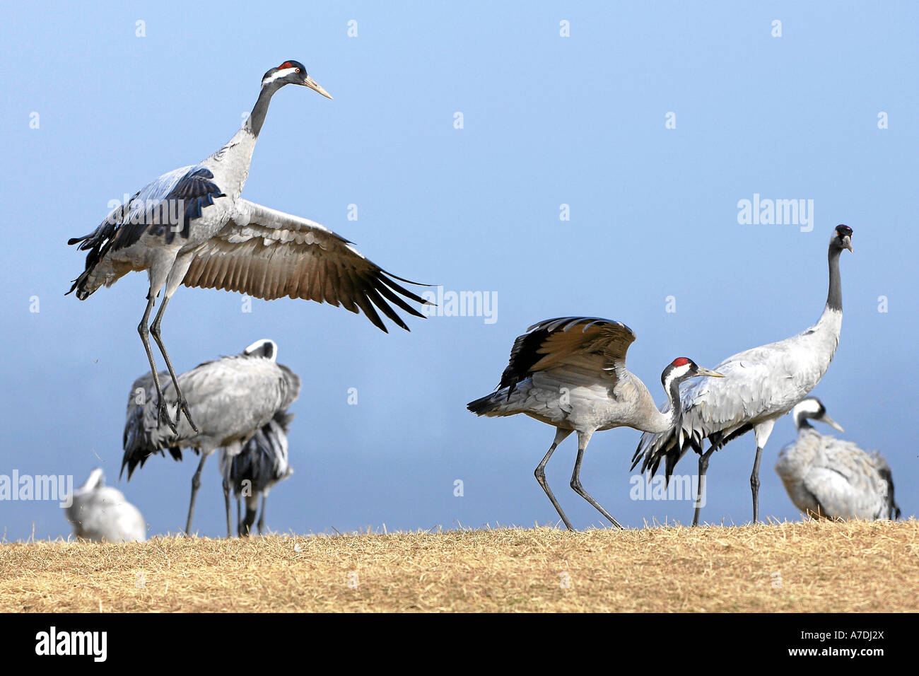 Grue cendrée Grus grus Graukranich Europa europe Tiere animaux oiseaux grue Vogel Voegel kranich Banque D'Images