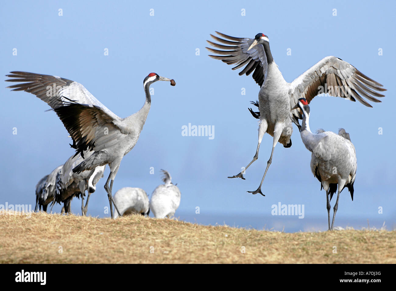 Grue cendrée Grus grus Graukranich Europa europe Tiere animaux oiseaux grue Vogel Voegel kranich Banque D'Images