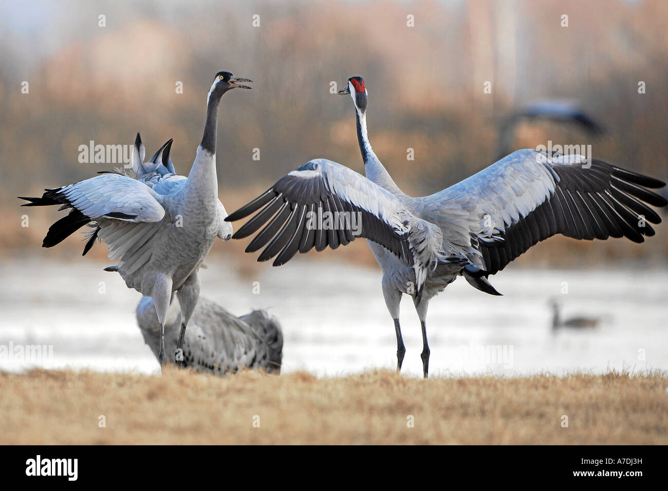 Kranich bei der Balz tanzend légende locale Kranich bei der Balz tanzend Banque D'Images