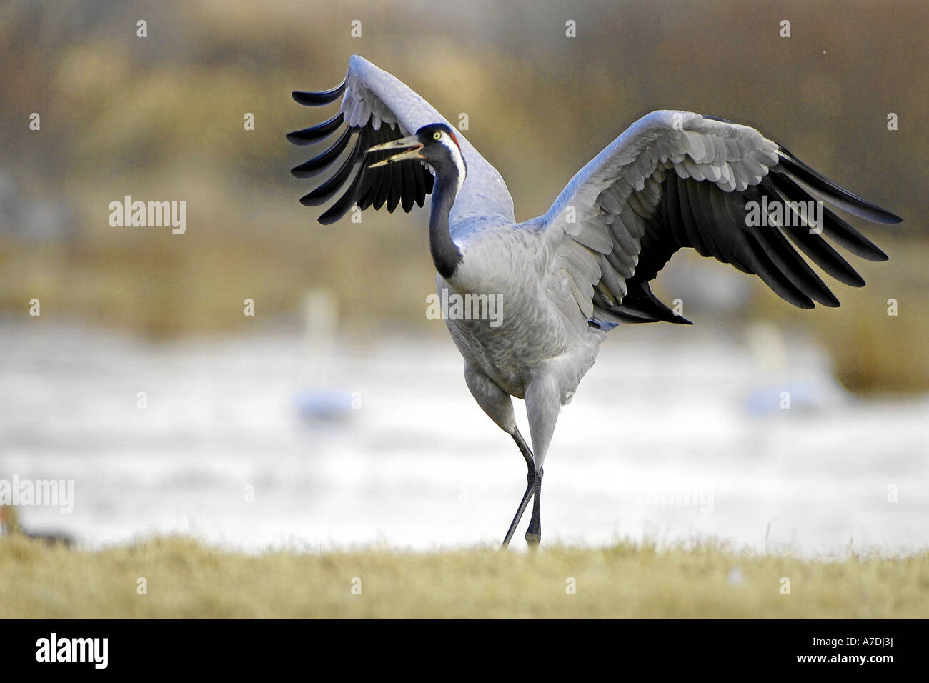 Grue cendrée Grus grus Graukranich Europa europe Tiere animaux oiseaux grue Vogel Voegel kranich Banque D'Images