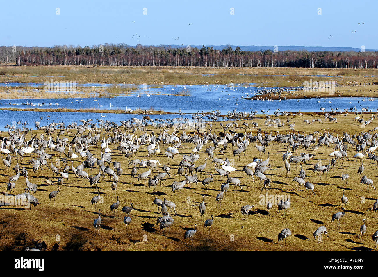 Vogelzug Tanz der Kraniche Blick auf Tanzplatz Hornborga Voir le Vogelzug Banque D'Images