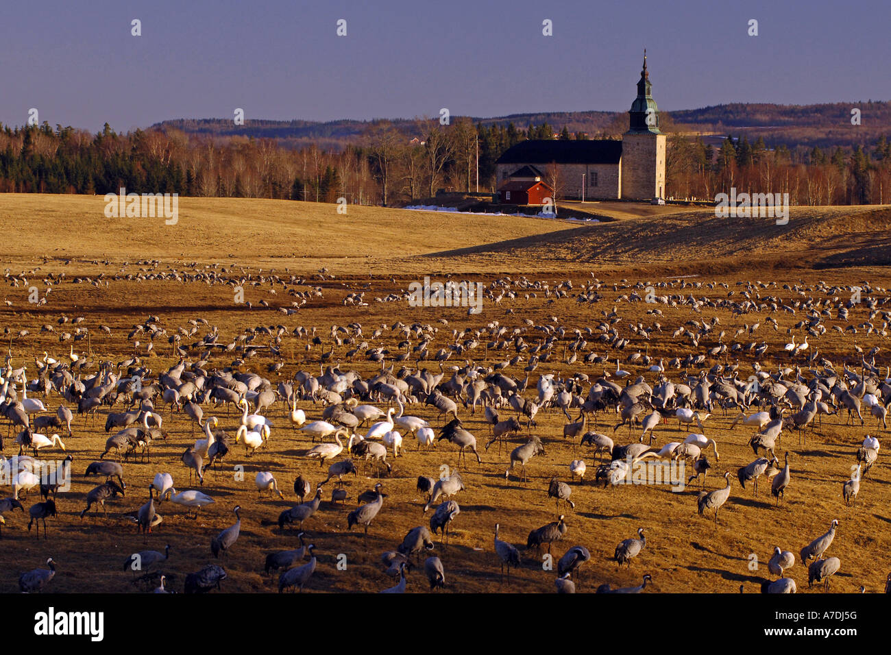 Vogelzug Tanz der Kraniche Blick auf Tanzplatz Hornborga Voir le Vogelzug Banque D'Images