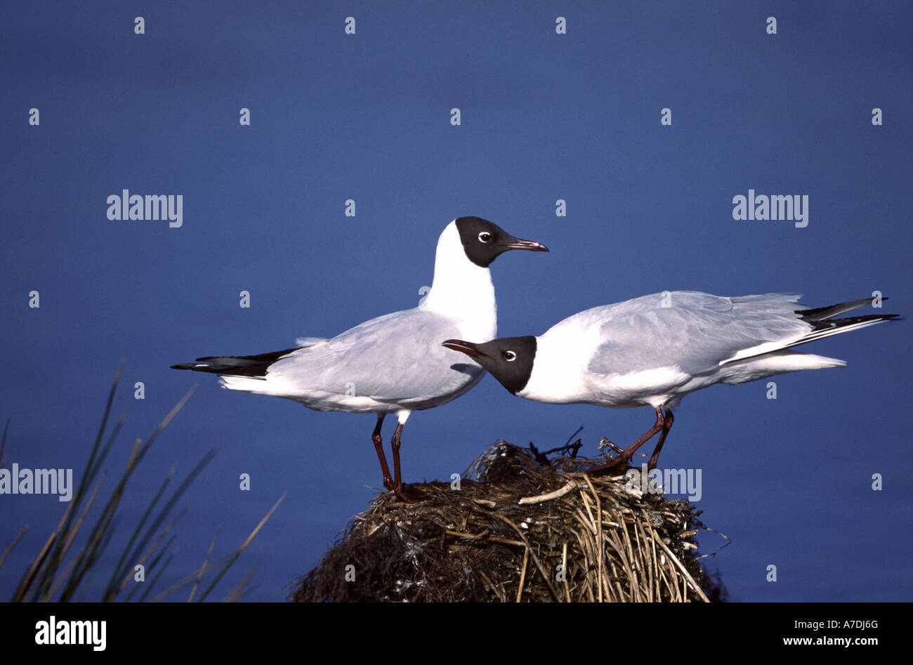 Mouette à tête noire Larus ridibundus Europa Europe Lachmoewe Banque D'Images