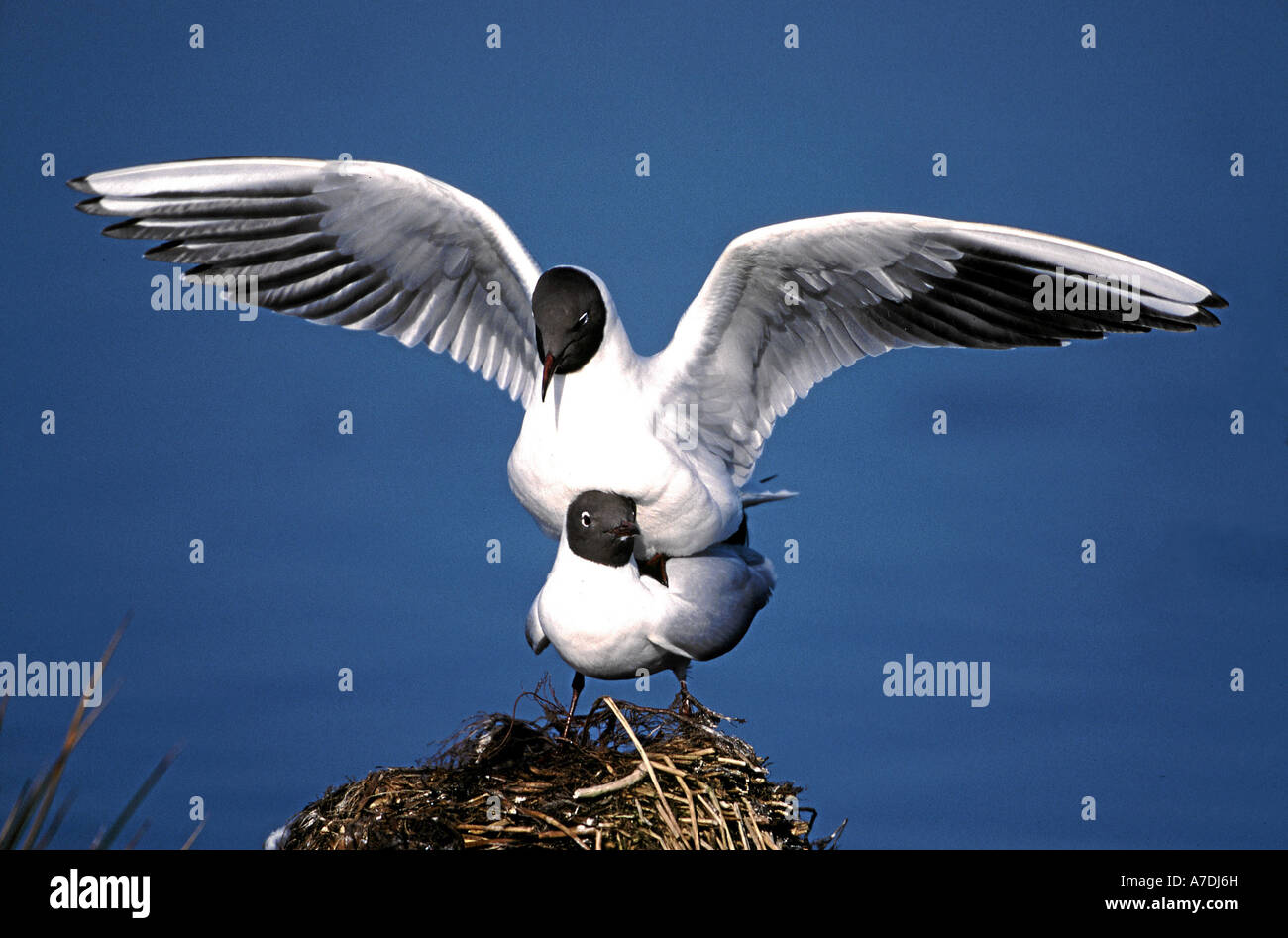 Mouette à tête noire Larus ridibundus Europa Europe Lachmoewe Banque D'Images