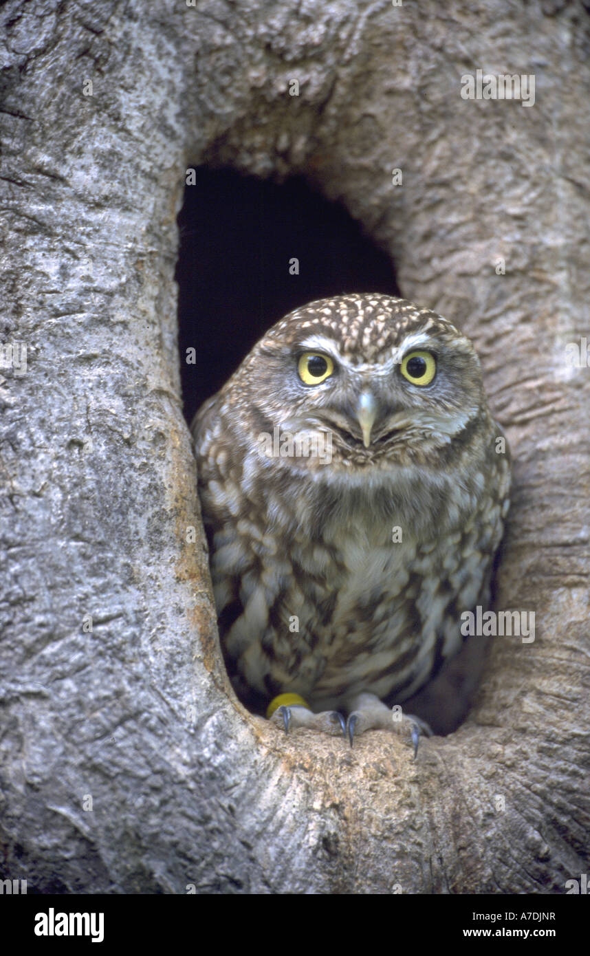 Steinkauz Athena noctua Chevêche Europa Europe Banque D'Images